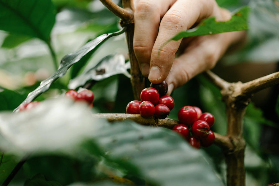 Inside the Bean: Understanding Coffee Varieties and Their Unique Flavors
