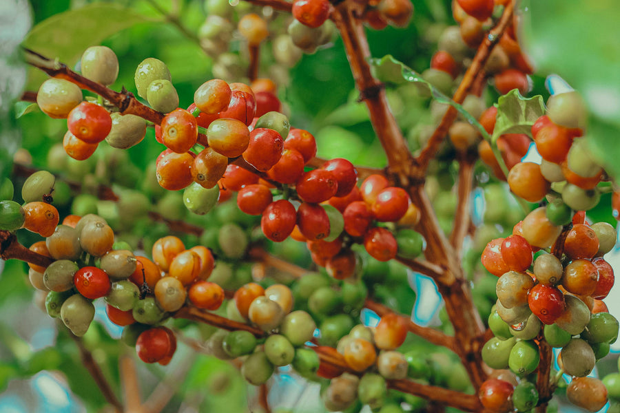 Discover the World of Single-Origin Coffee – A Journey Through Flavor, Culture, and History