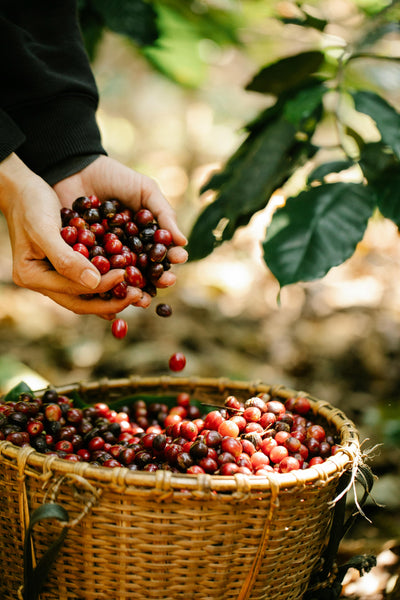 Exploring the World of Single-Origin Coffee